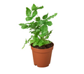 Fern 'Albo'