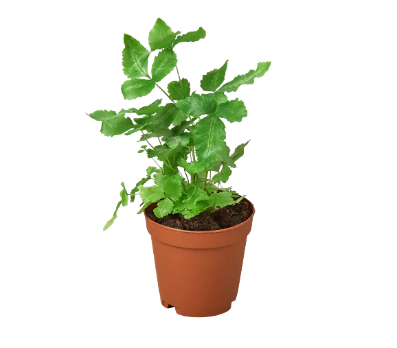 Fern 'Albo'