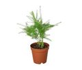 Fern 'Asparagus'
