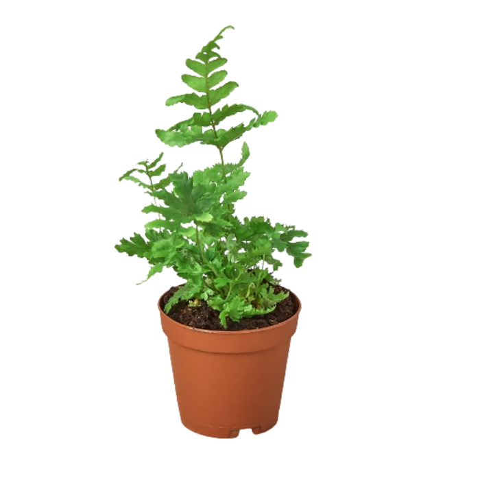 Fern 'Autumn'