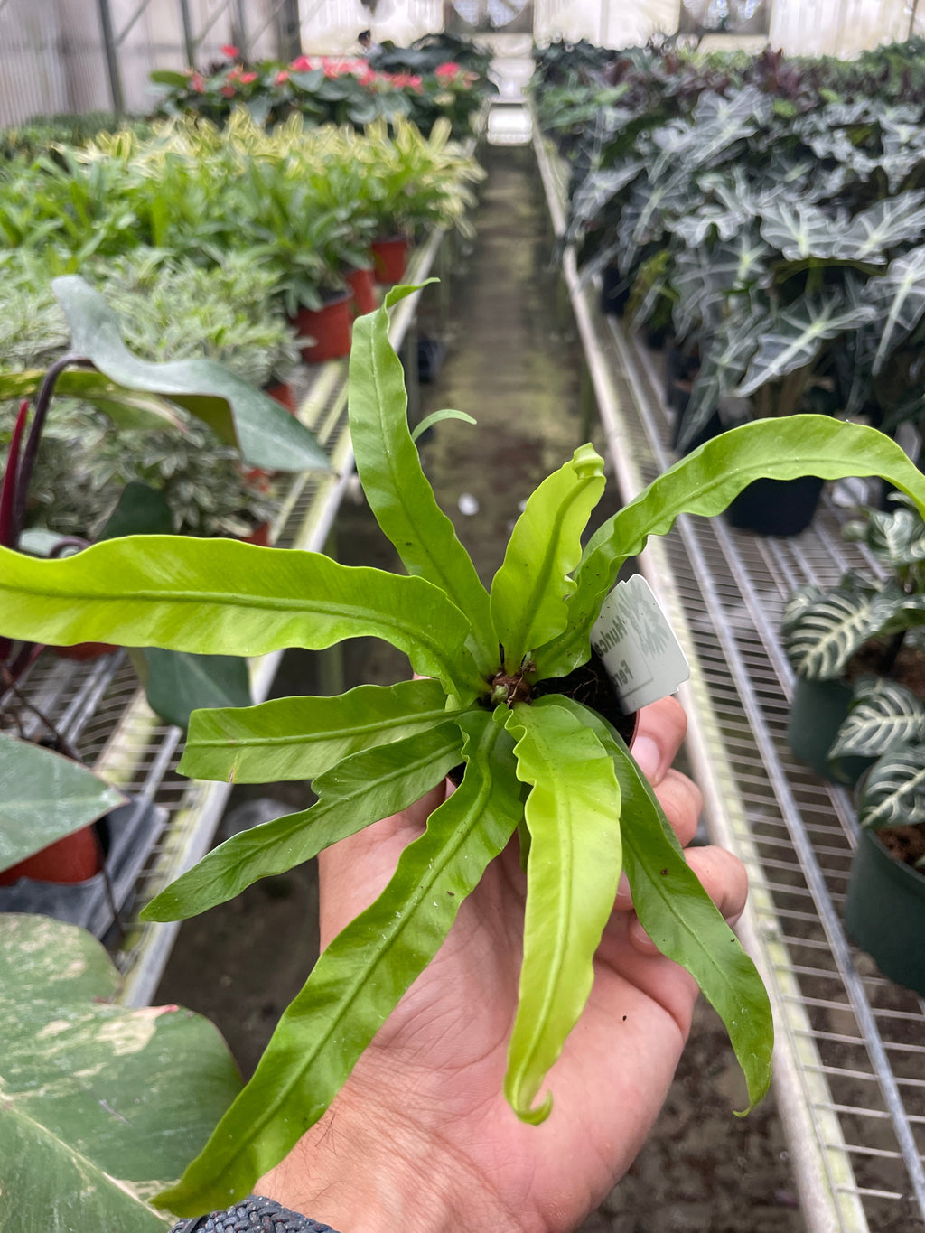 Hurricane Bird Nest Fern