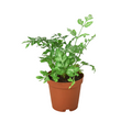 Fern 'Silver Lace'
