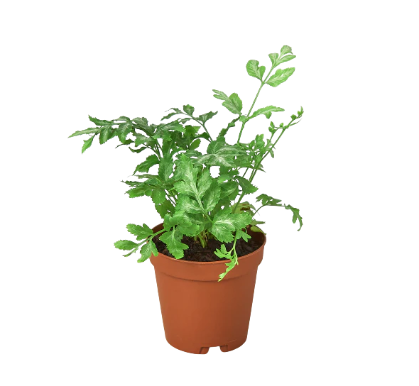 Fern 'Silver Lace'