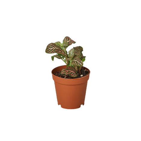 Fittonia 'Pink'
