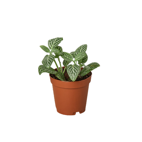 Fittonia 'White'