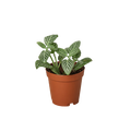 Fittonia 'White'