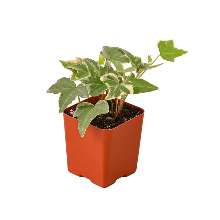 English Ivy 'Glacier'