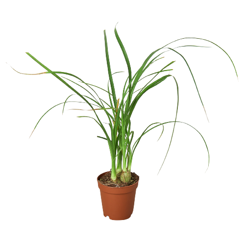 Ponytail Palm