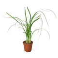 Ponytail Palm