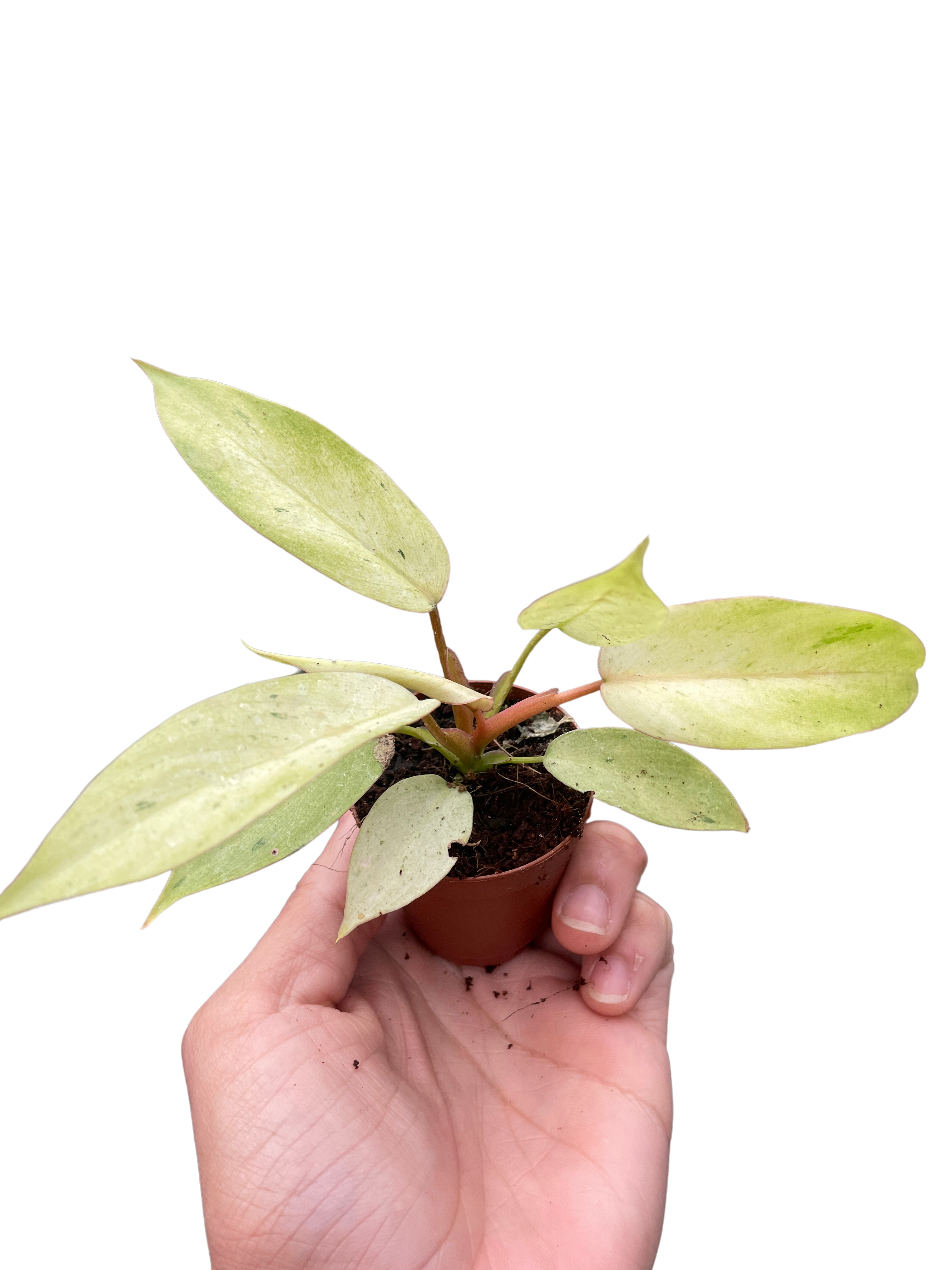 Philodendron 'Snowdrift'