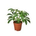 Schefflera 'Arboricola'