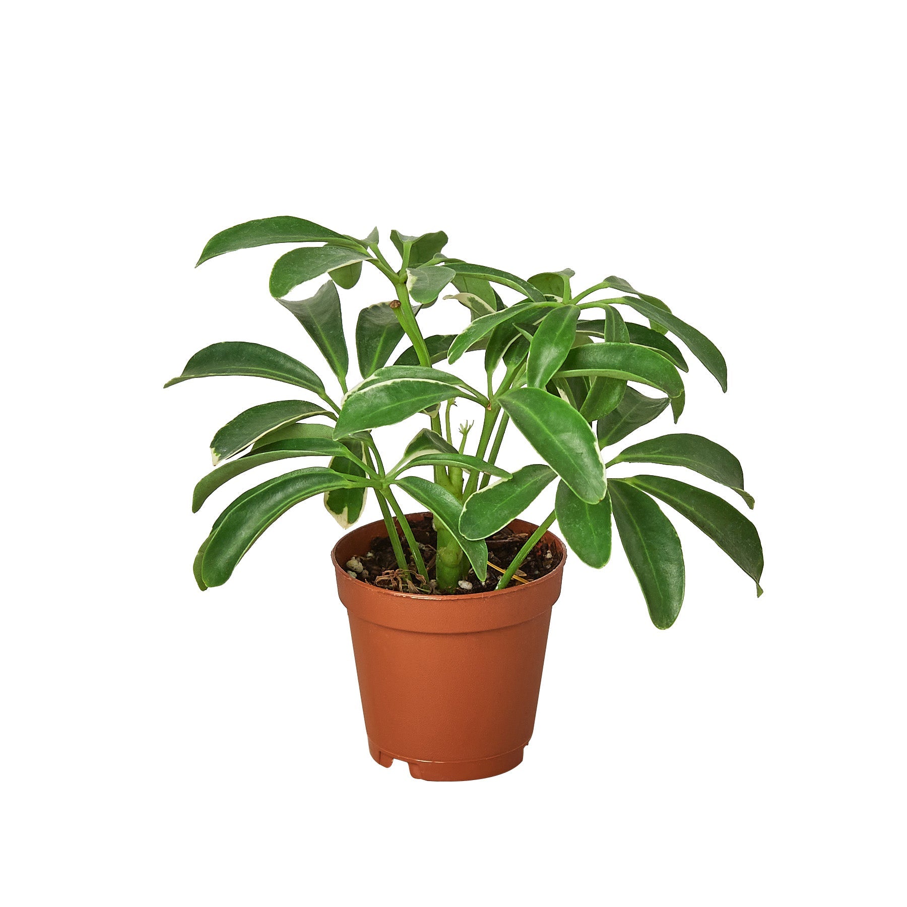 Schefflera 'Arboricola'
