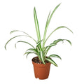 Spider Plant 'Reverse'