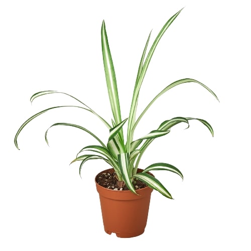Spider Plant 'Reverse'