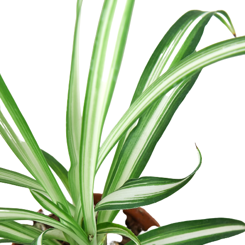 Spider Plant 'Reverse'
