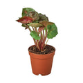 Syngonium 'Merry'