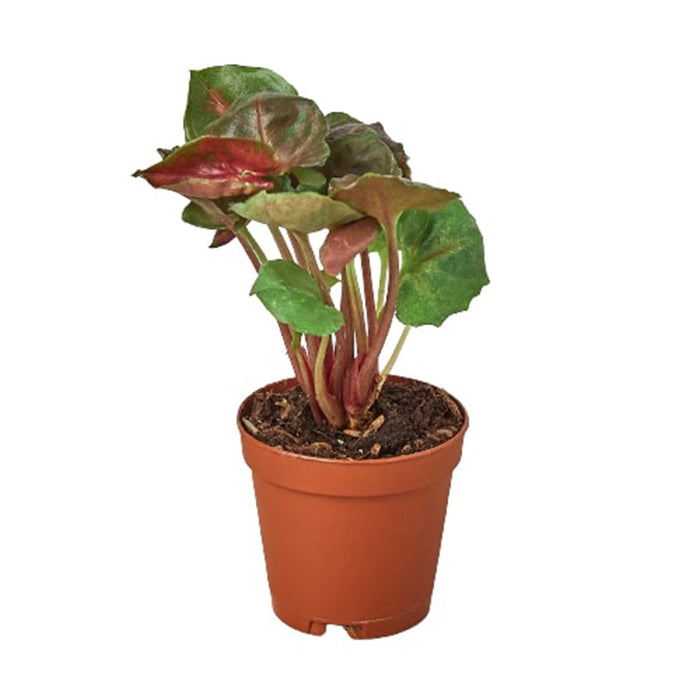 Syngonium 'Merry'