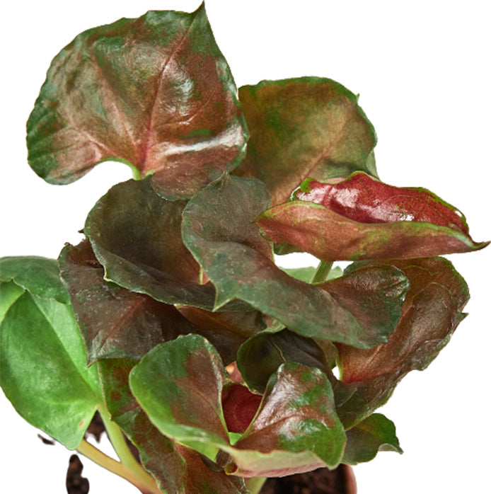 Syngonium 'Merry'