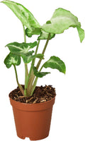 Syngonium 'White Butterfly'
