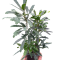 Aralia 'Green'