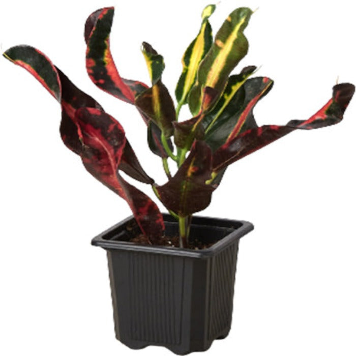 Croton 'Mammy'