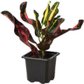 Croton 'Mammy'