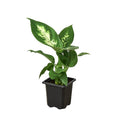 Dieffenbachia 'Camille'