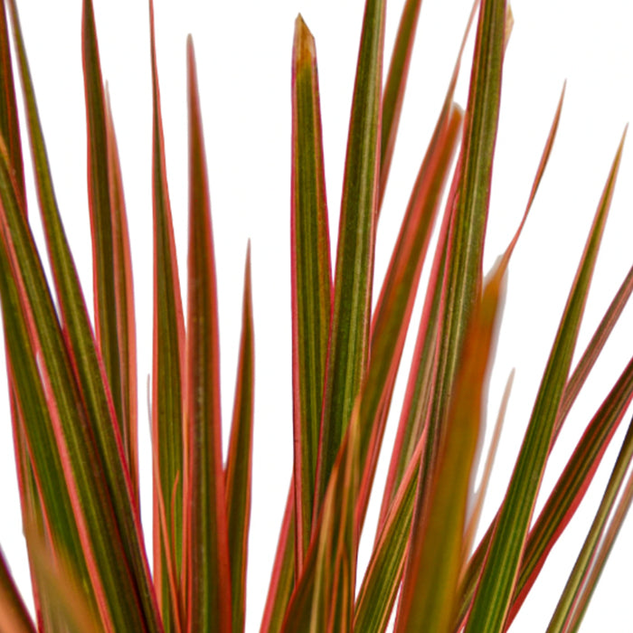 Dracaena 'Colorama'