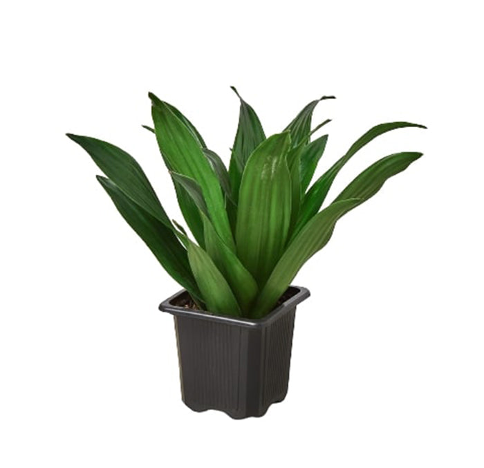 Dracaena 'Janet Craig'