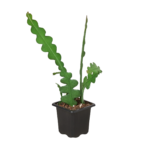 Epiphyllum 'Ric Rac' Cactus