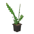 Epiphyllum 'Ric Rac' Cactus