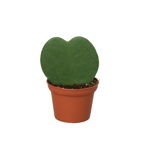 Hoya 'Heart'