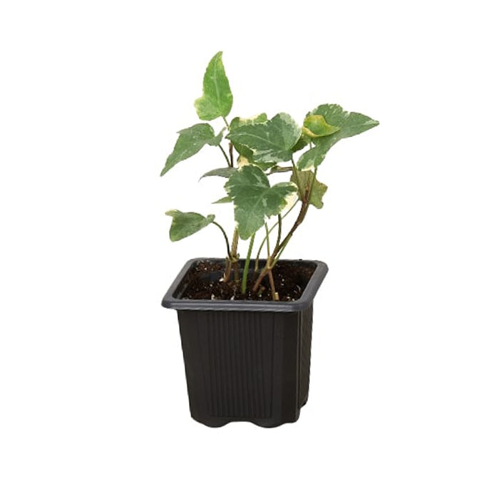 English Ivy 'Glacier'