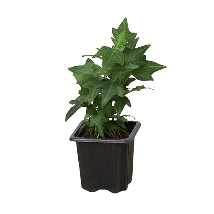 Ivy 'Green California'