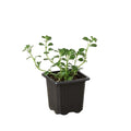 Nettle 'Baby Tears'