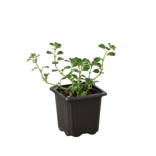 Nettle 'Baby Tears'