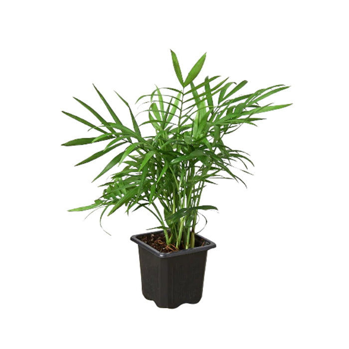 Parlor Palm