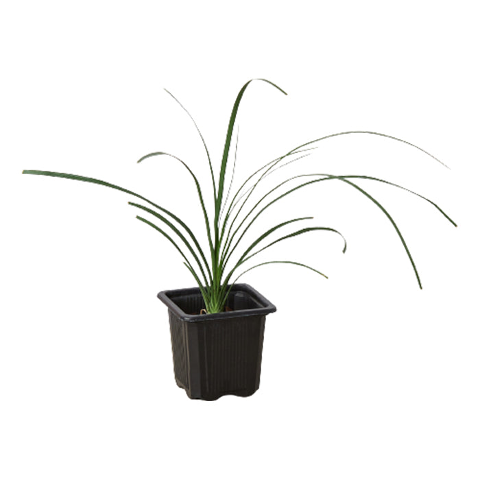 Ponytail Palm