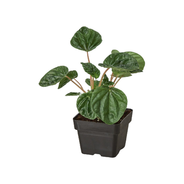Peperomia 'Caperata Ripple'