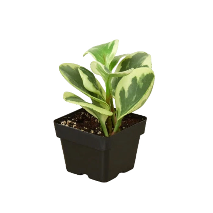 Peperomia 'Marble'