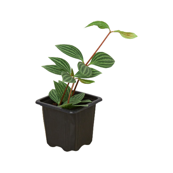 Peperomia 'Parallel'