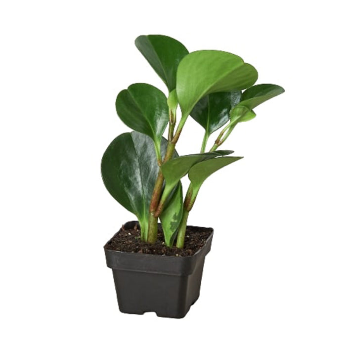 Peperomia 'Thailand'