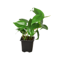 Philodendron 'Cordatum'