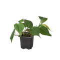 Philodendron 'Velvet'