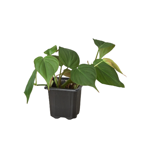 Philodendron 'Velvet'