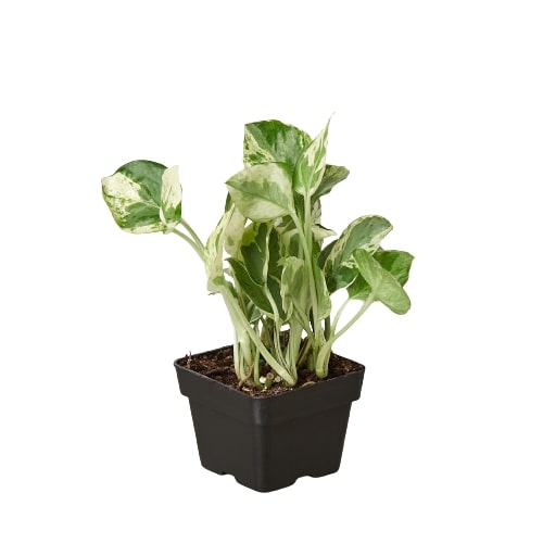 Pothos 'n' Joy