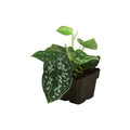 Pothos 'Satin'