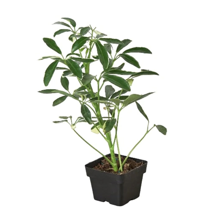 Schefflera 'Moondrop'