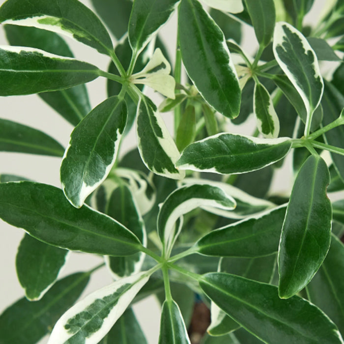 Schefflera 'Moondrop'