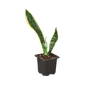 Snake Plant 'Laurentii'